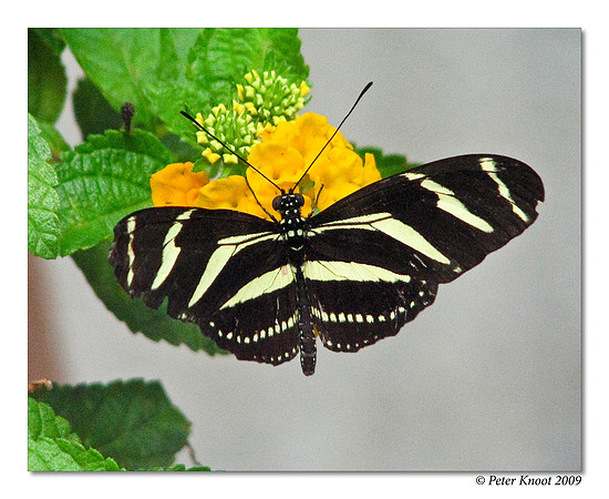 Tropical Butterfly
