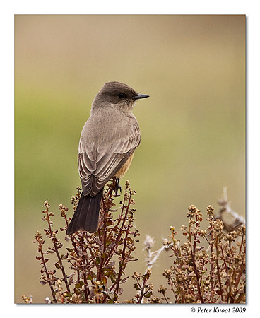 Say's Phoebe