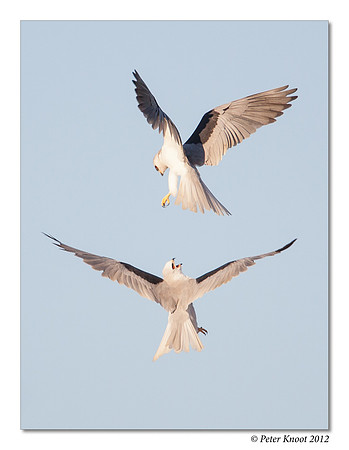 White-tailed Kite