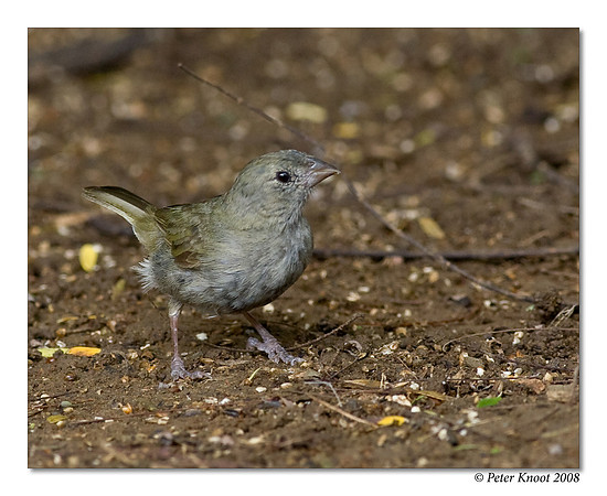 Black-faced Grassquit