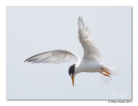 Least Tern