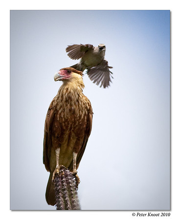 Crested Caracara and Tropical Mockingbird