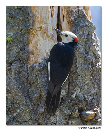 White-headed Woodpecker