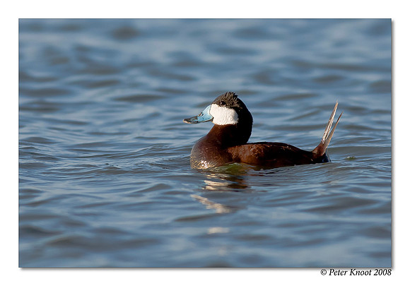 Ruddy Duck