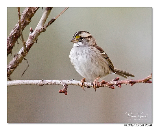 White-throated Sparrow