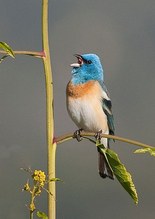 Lazuli Bunting