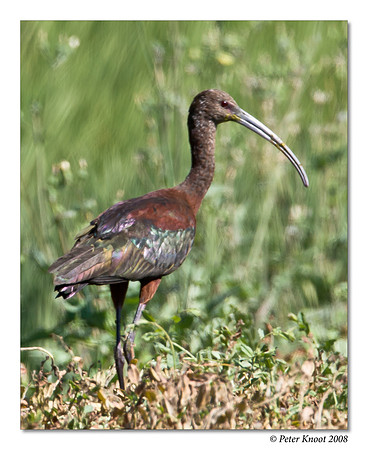 White-faced Ibis