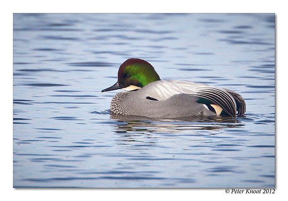Falcated Duck