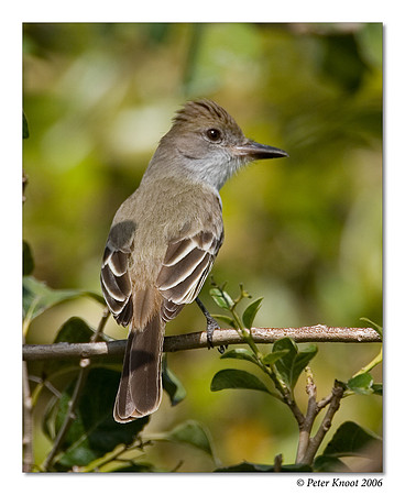 Brown-crested Flycatcher