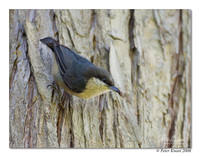 Pygmy Nuthatch