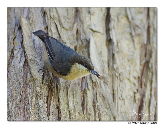 Pygmy Nuthatch