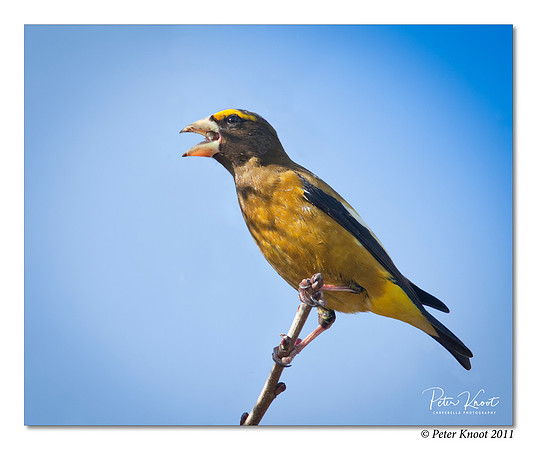 Evening Grosbeak