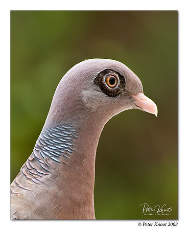Bare-eyed Pigeon