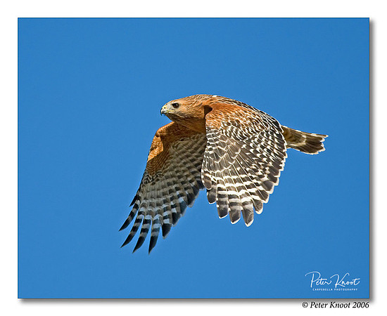 Red-shouldered Hawk