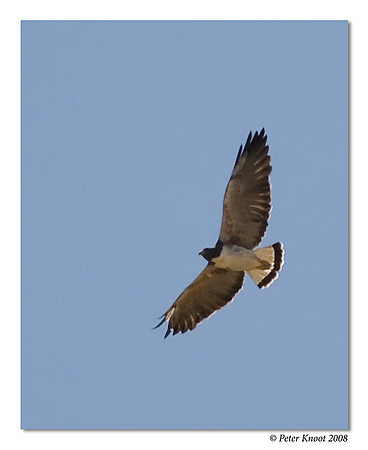 White-tailed Hawk