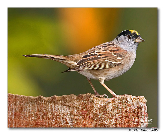 Golden-crowned Sparrow