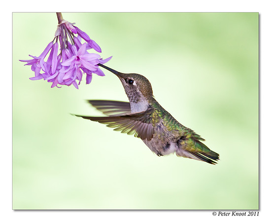 Anna's Hummingbird