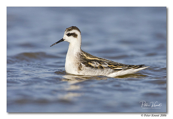 Red-necked Phalarope