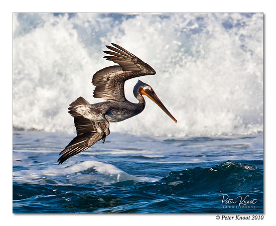Brown Pelican