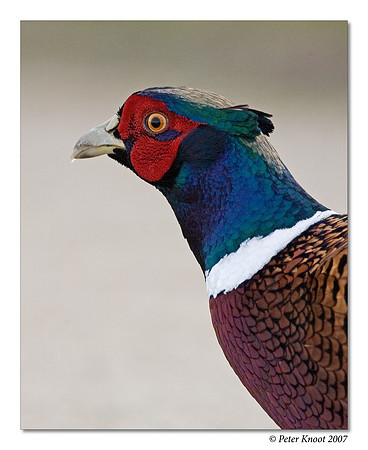 Ring-necked Pheasant