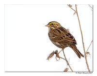 peter_savannah_sparrow_3