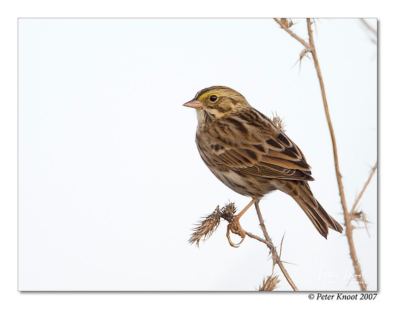peter_savannah_sparrow_3