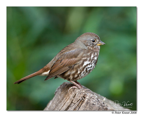 Fox Sparrow