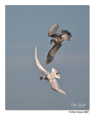 Western Gull