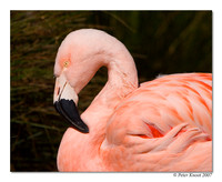 Chilean Flamingo