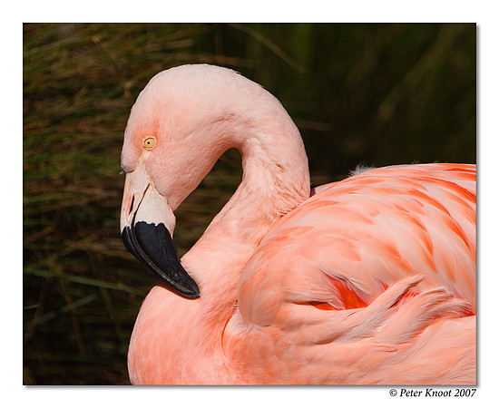 Chilean Flamingo