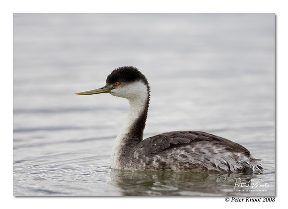 Western Grebe