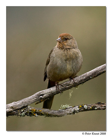 California Towhee