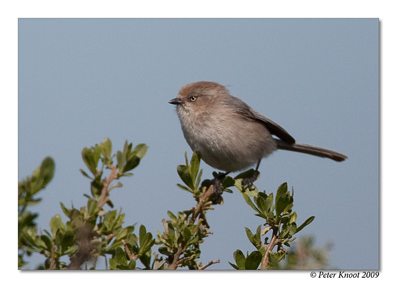 Bushtit