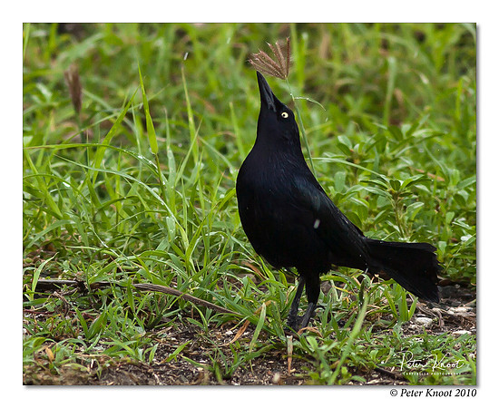 Caribbean Grackle