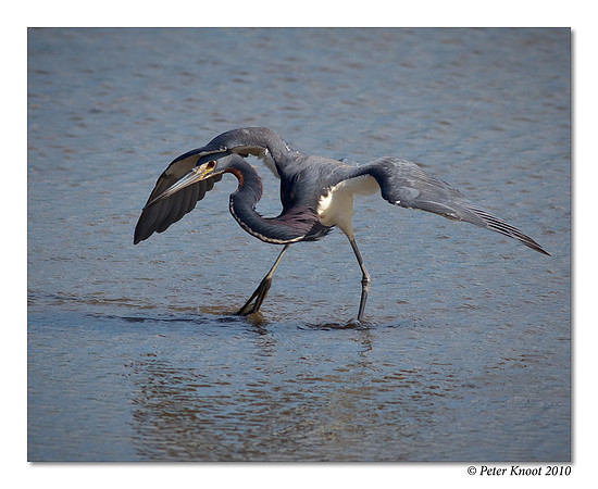 Tricolored Heron