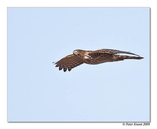Cooper's Hawk